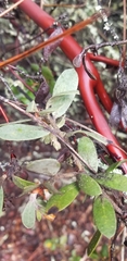 Arctostaphylos silvicola