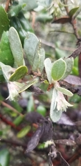 Arctostaphylos silvicola