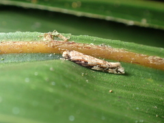 Crypsitricha agriopa