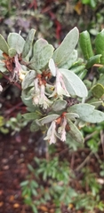 Arctostaphylos silvicola