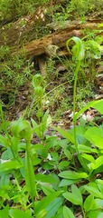 Pterostylis oliveri