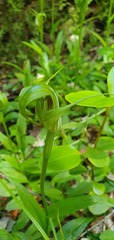 Pterostylis oliveri