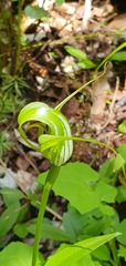 Pterostylis oliveri