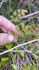 Argentina anserinoides