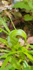 Pterostylis oliveri