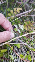 Argentina anserinoides