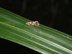 Glyphipterix zelota