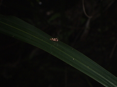 Glyphipterix zelota