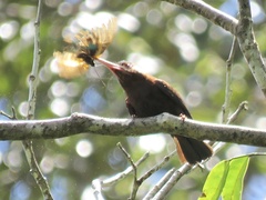 Galbalcyrhynchus leucotis