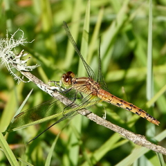 Diplacodes melanopsis