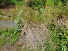 Carex secta