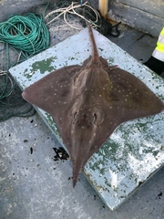 Dipturus oxyrinchus
