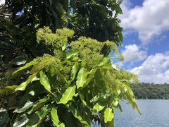 Flindersia brayleyana