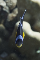 Amphiprion chrysogaster