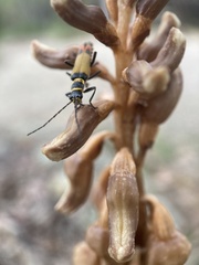 Chauliognathus imperialis