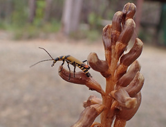 Chauliognathus imperialis