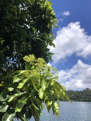 Flindersia brayleyana