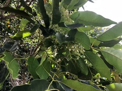 Flindersia brayleyana