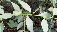 Deeringia polysperma