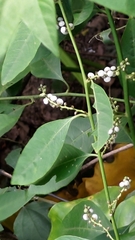 Deeringia polysperma