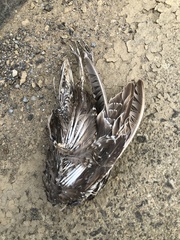 Gallinago