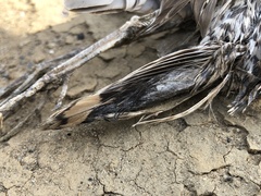 Gallinago