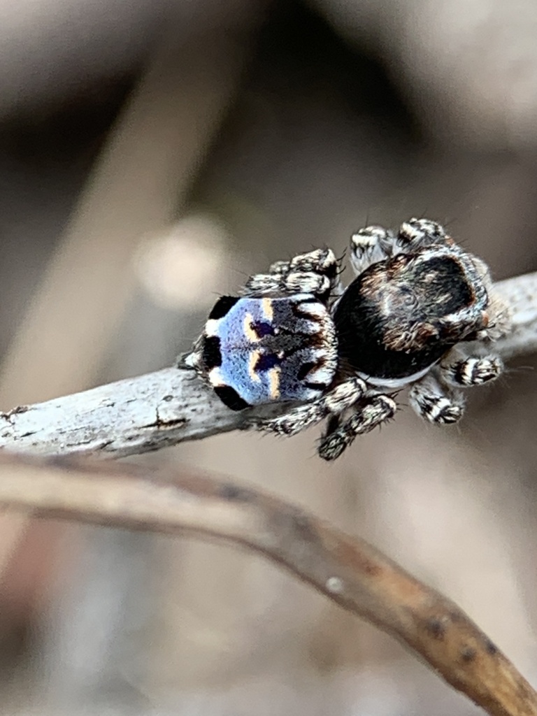 Lobed Peacock Spider