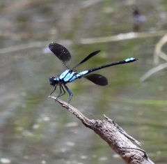 Diphlebia euphoeoides