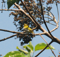 Zosterops palpebrosus
