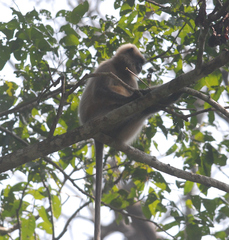 Semnopithecus hypoleucos