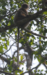 Semnopithecus hypoleucos