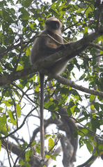 Semnopithecus hypoleucos