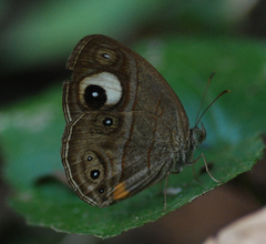Mycalesis junonia