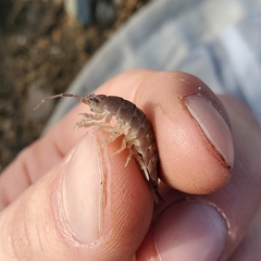Porcellio laevis
