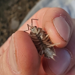 Porcellio laevis