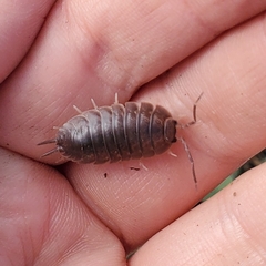 Porcellio laevis