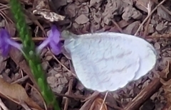 Leptosia