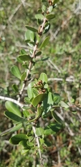 Ceanothus cuneatus