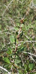 Ceanothus cuneatus