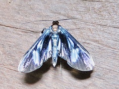 Erilusa