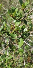 Ceanothus cuneatus
