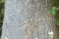 Terminalia elliptica