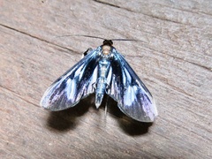 Erilusa