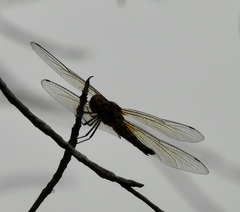 Hydrobasileus brevistylus