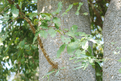 Terminalia elliptica