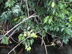 Heptapleurum ellipticum