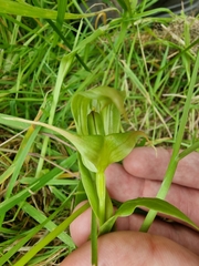 Pterostylis australis