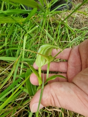 Pterostylis australis