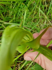 Pterostylis australis