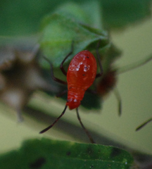 Dysdercus cingulatus